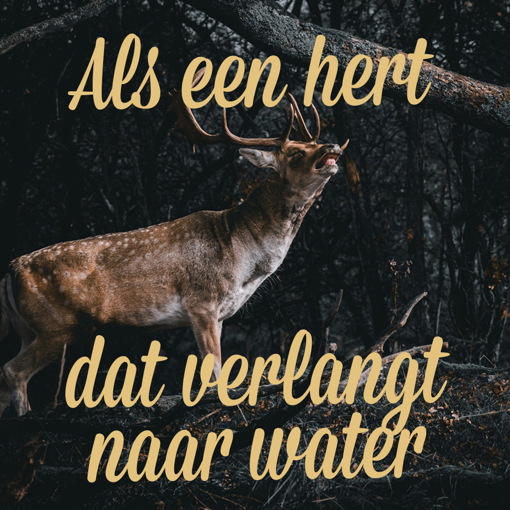 als-een-hert